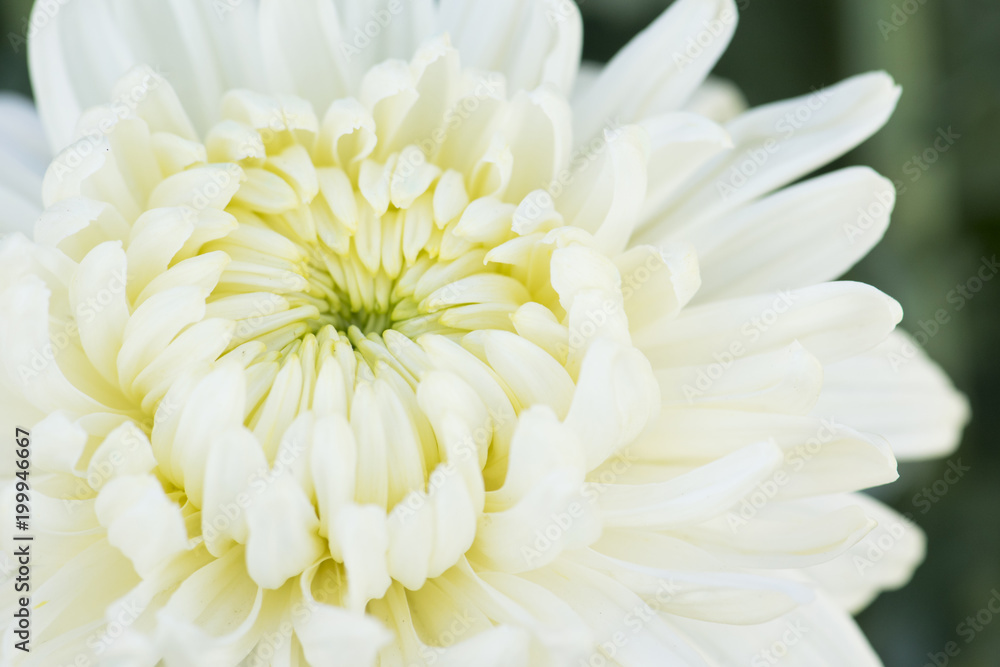 Beautiful white chrysanthemumr in garden