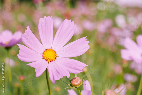 Beautiful pinkish-purple full bloom daisy flower on  blurred background