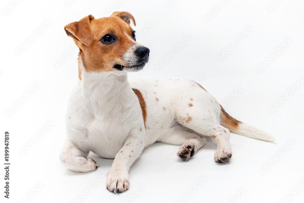 Jack Russell Terrier isolated on white background. Jack Russell Terrier isolated on white background.
