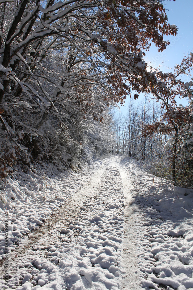 Snow settles on trees, bushes. mountains and roads, creating a wonderful, winter wonderland Snow settles on trees, bushes. mountains and roads, creating a wonderful, winter wonderland