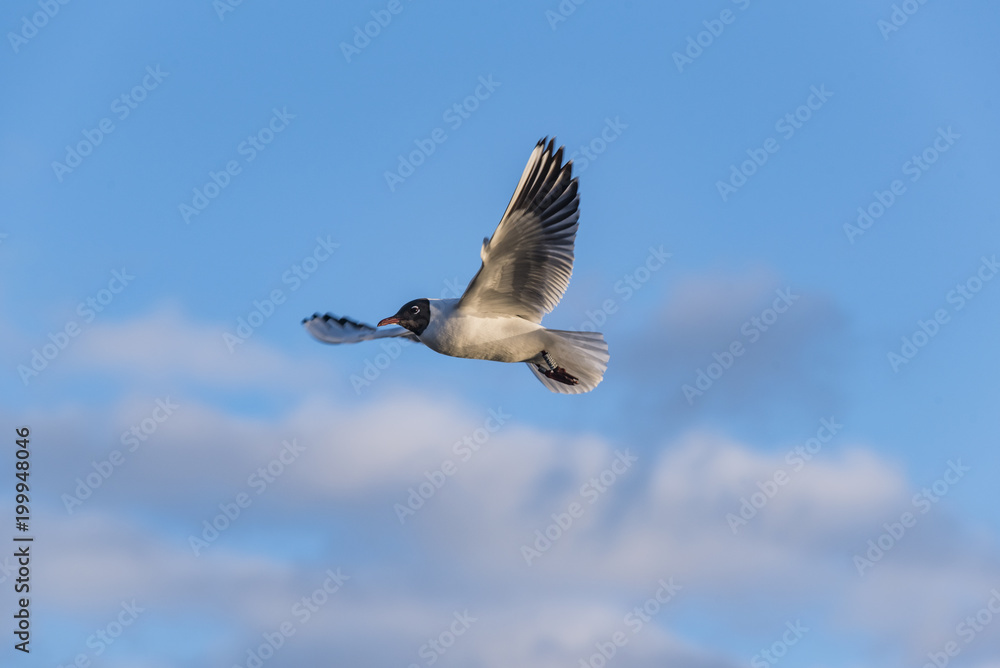 Lachmöwe im Flug, fliegende Lachmöwe im Hitergrund Wolken, blauer Himmel mit Wolken und Lachmöwe Lachmöwe im Flug, fliegende Lachmöwe im Hitergrund Wolken, blauer Himmel mit Wolken und Lachmöwe