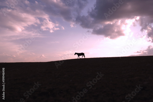 Horse silhouette on the top of a hill © bajla