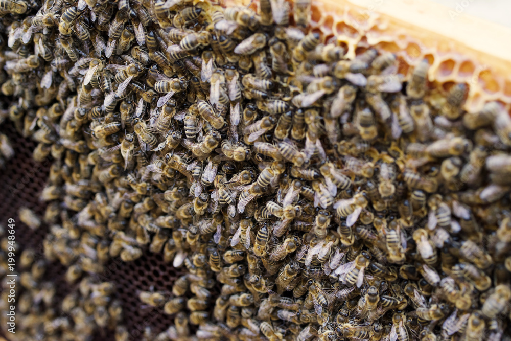 Working bees in honeycombs closeup. Beekeeping Working bees in honeycombs closeup. Beekeeping