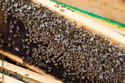 Working bees in honeycombs. Beekeeping