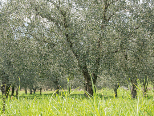 olive trees on garda lake mountains photo