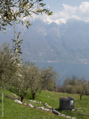 olive trees on garda lake mountains