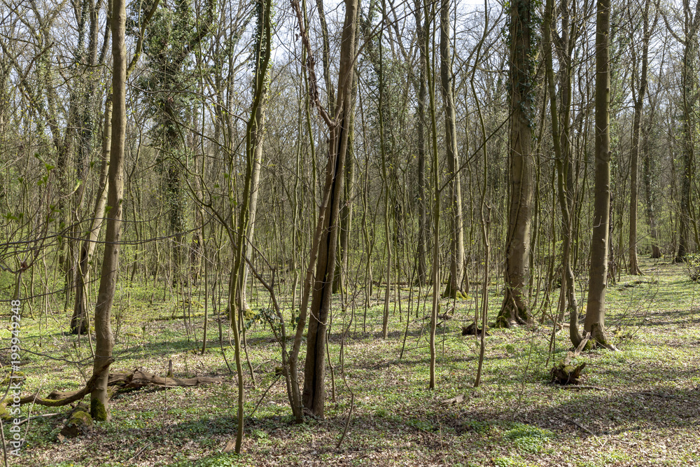 Naklejka premium oak forest in spring