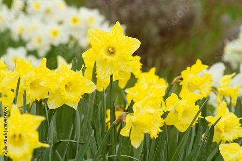 Fototapeta Naklejka Na Ścianę i Meble -  Wiese mit Osterglocken
