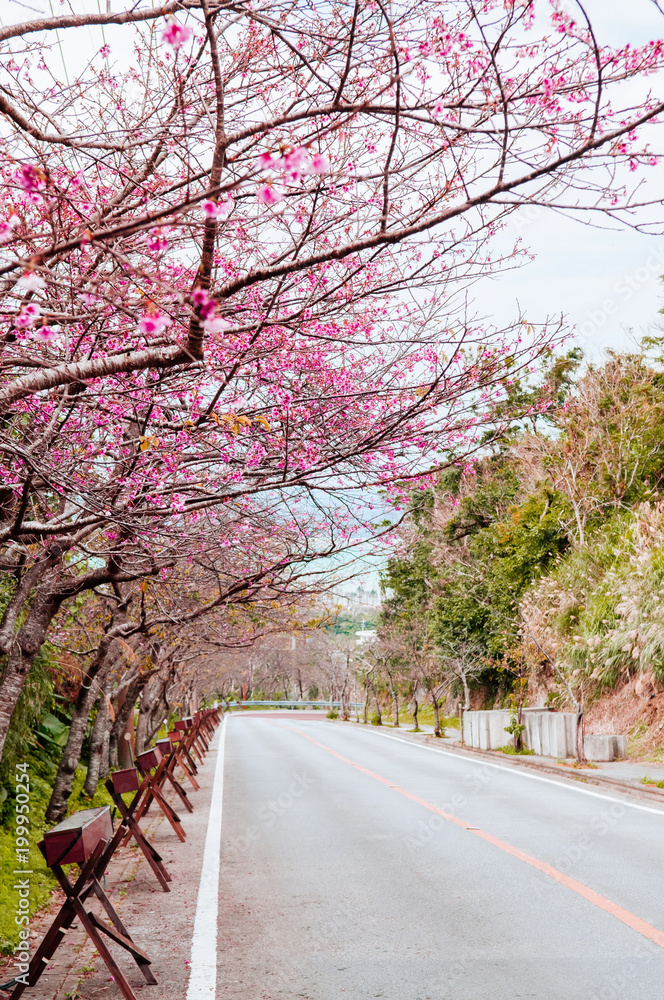 Street cover with full bloom Sakura or cherry blossom in Naha, Okinawa, Japan