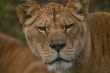A close-up photo of an alert Barbary lioness