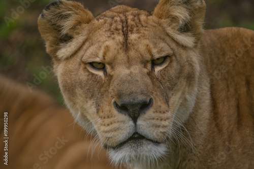 A close-up photo of an alert Barbary lioness