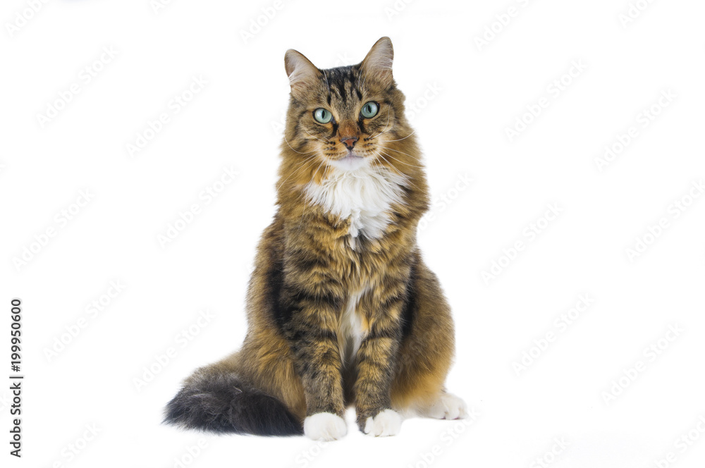Obraz premium Big cat sitting on white background