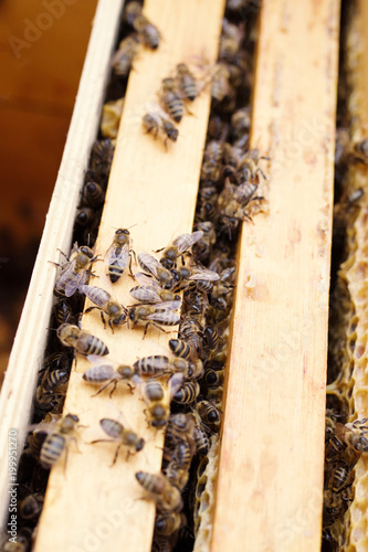 Working bees in honeycombs. Beekeeping © isavira