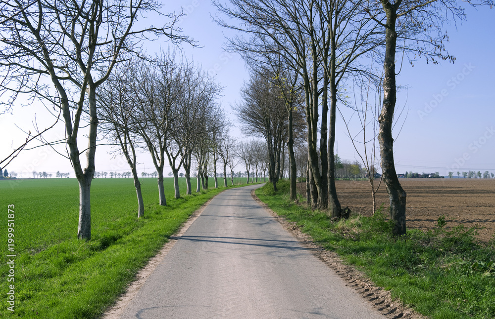 Roads: Small tree-lined rural road through the fields in Eastern Thuringia in spring Roads: Small tree-lined rural road through the fields in Eastern Thuringia in spring