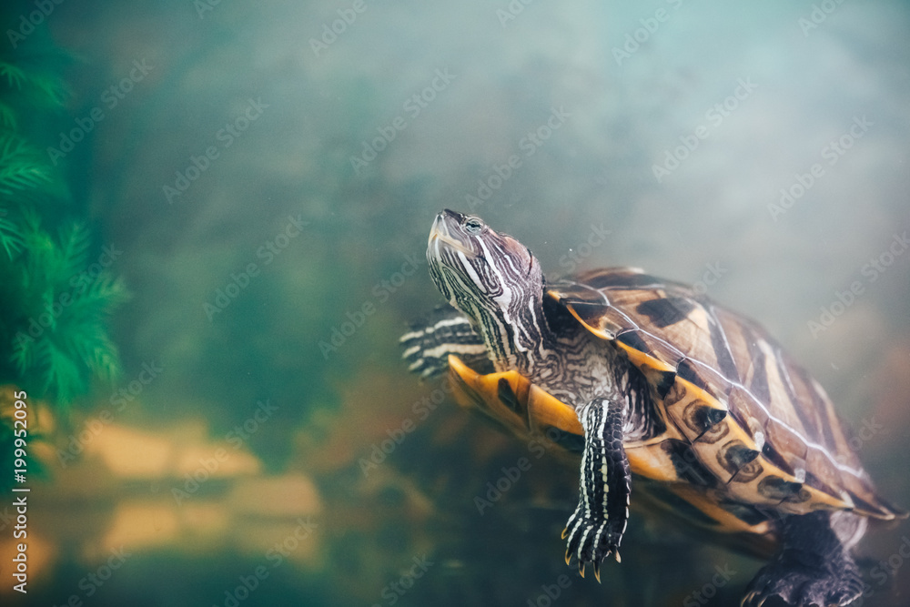 Naklejka premium Red Eared Terrapin - Trachemys scripta elegans in the aquarium