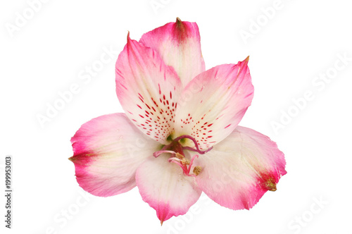Magenta alstroemeria flower