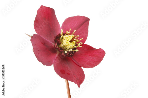 Single hellebore flower