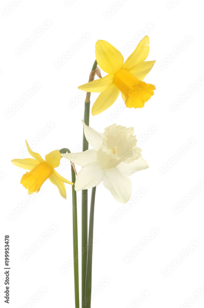 Fototapeta premium Three miniature daffodils