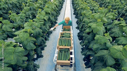 Eco farming concept. A greenhouse worker is going along the passway and searching for mature cucumbers to harvest photo