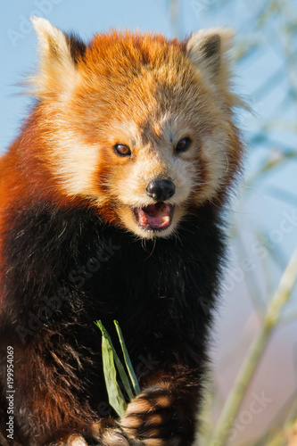 A red panda eating leaves photo