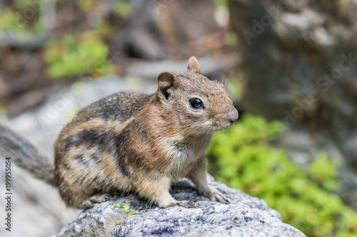 Chipmonk © Bryan