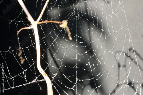 Great architect / Macrophotography of spider web after the rain. Tiny droplets hang on strands of web. In background of shadows and light. In garden. Elegance and elegance of nature