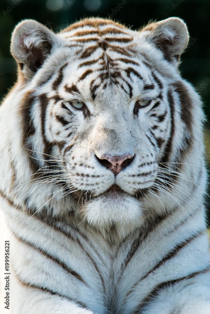 Naklejka premium Portrait of a white tiger.