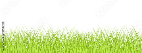 Grass seamless border isolated, vector illustration