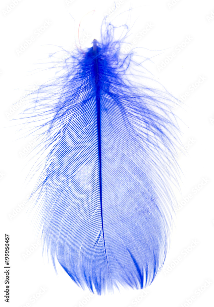 Obraz premium Beautiful blue feather on white background