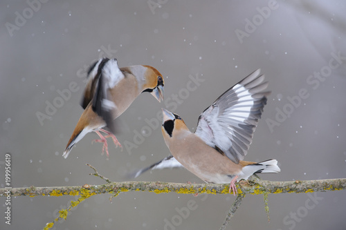 Fotografie, Obraz Two hawfinch (Coccothraustes coccothraustes) fight over food during a snowfall