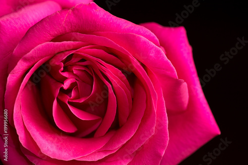 Beautiful red rose on a black background