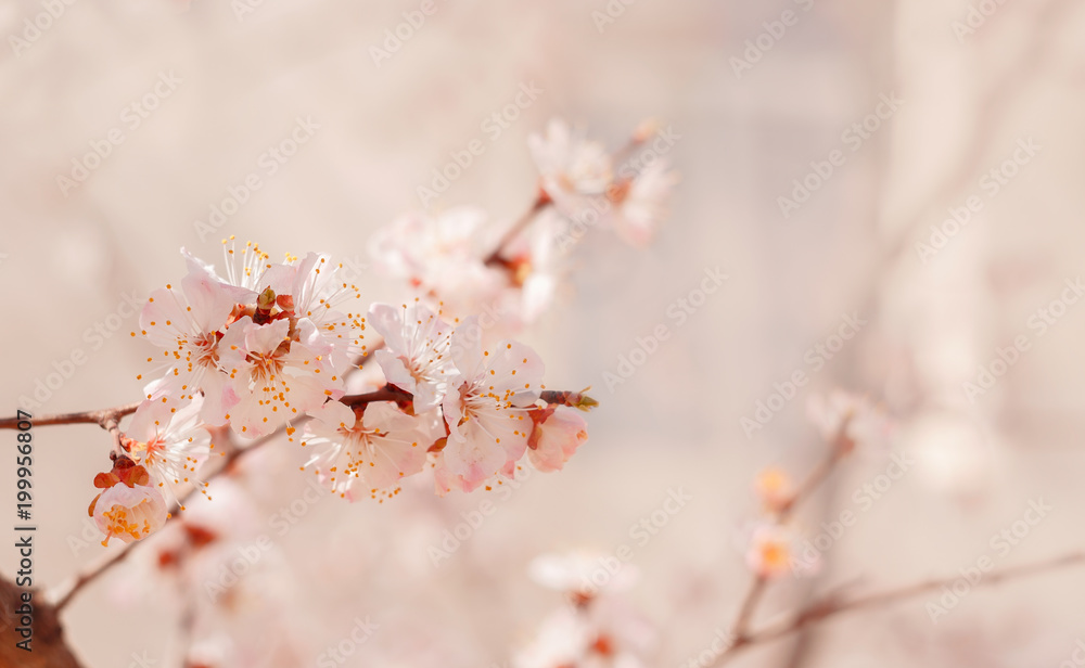 Spring, flowering of trees. Apricot. Spring flowers. Sunlight Spring, flowering of trees. Apricot. Spring flowers. Sunlight