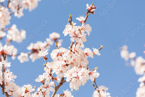 Spring, flowering of trees. Apricot. Spring flowers. Sunlight