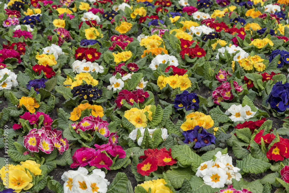 Naklejka premium Multi-color field of endless spring pansy, nasturtium flower, or garnish flowers filling the ground of the city in The Hague, Netherlands