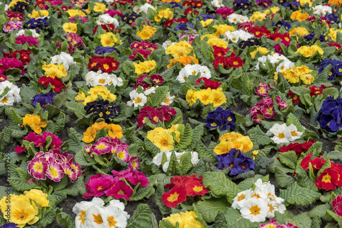 Fototapeta Naklejka Na Ścianę i Meble -  Multi-color field of endless spring  pansy, nasturtium flower, or garnish flowers filling the ground of the city in The Hague, Netherlands