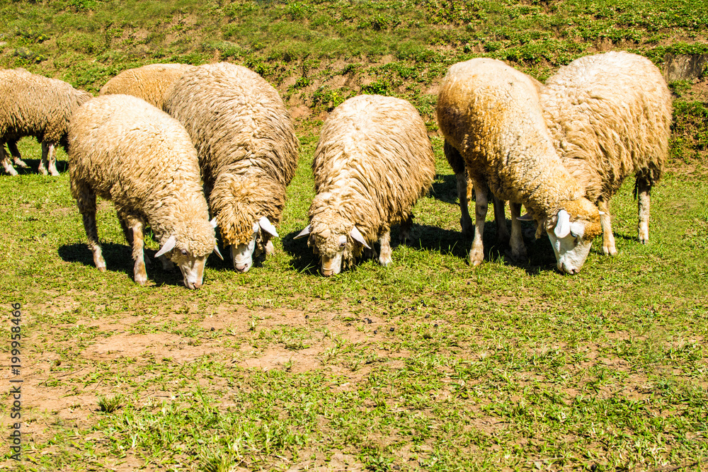Many sheep are feeding the grass. Beautiful nature