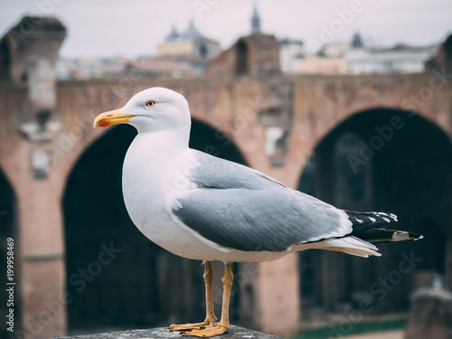 Möwe in der schönen Stadt Rom