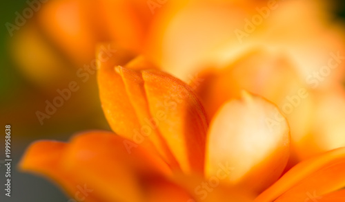 A small orange flower as a background