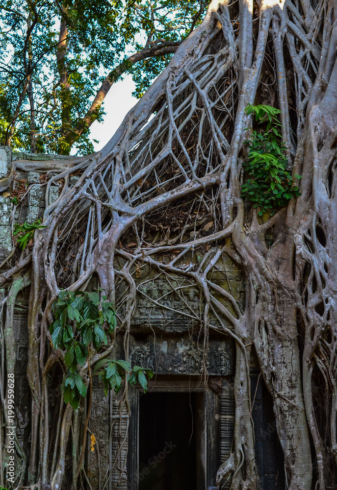 Au coeur de la jungle cambodgienne, le temple de Ta Prohm