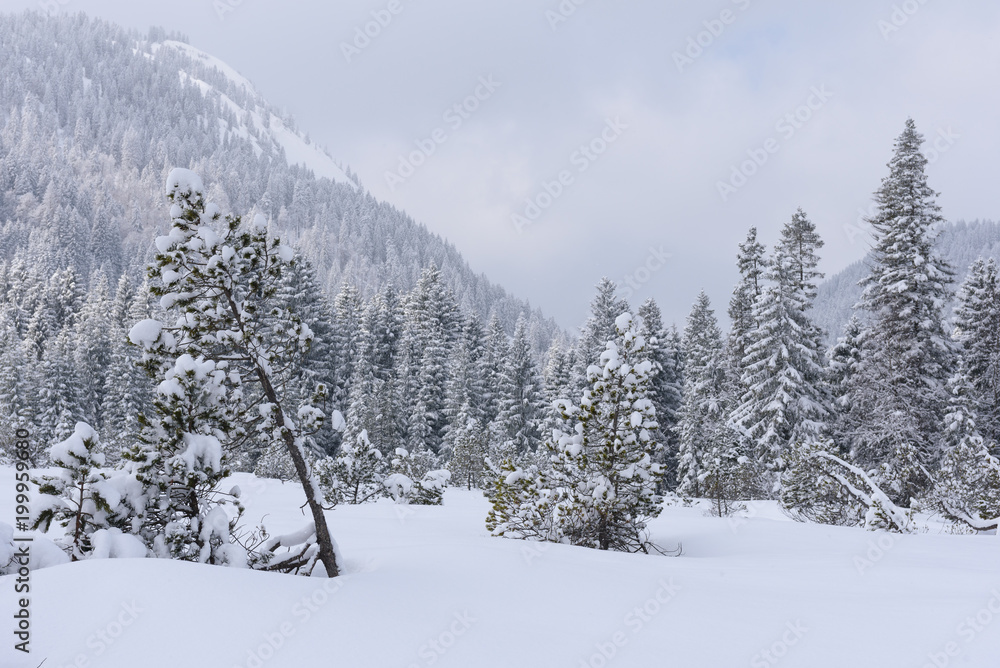 Fototapeta premium alps in winter with heavy snow