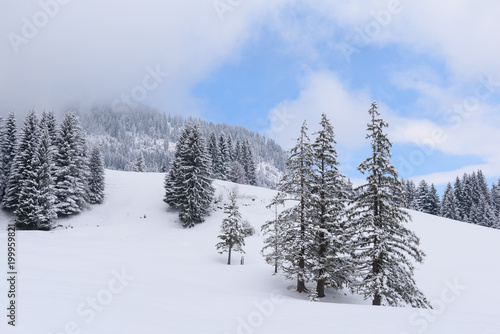 winter wonderland  © artepicturas