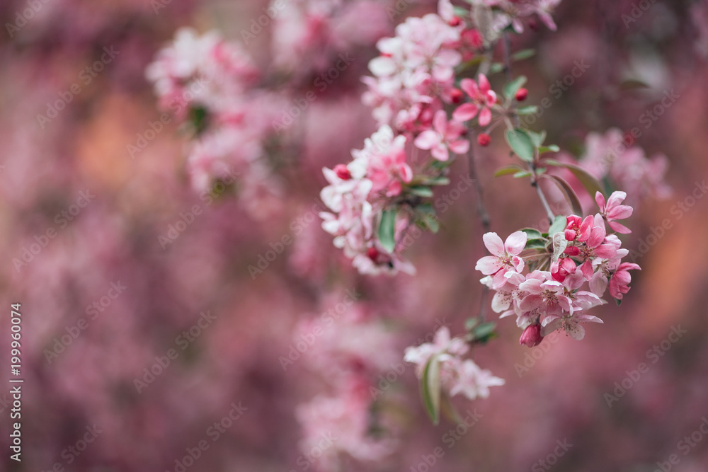 Vivid color of Cherry Blossom or pink Sakura flower on blue sky 
