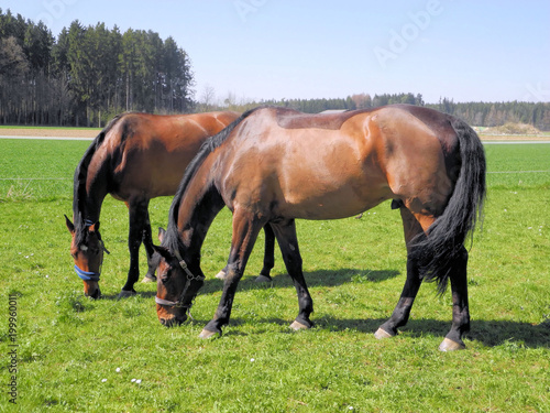 zwei Pferde grasen auf einer grünen Wiese © mochisu