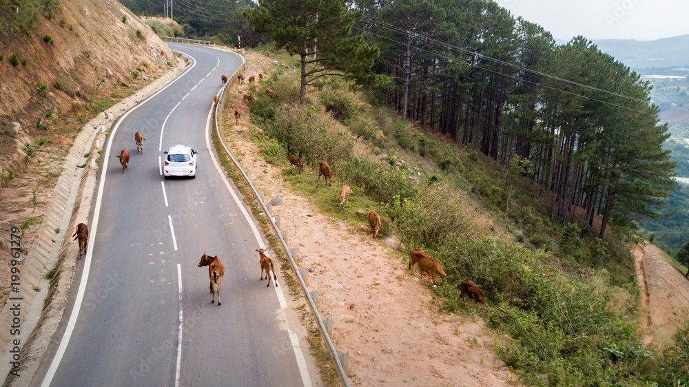 A herd of cows standing on the mountain asphalt road : cows stopped different mode of transport on the road,Vietnam road over Dalat area