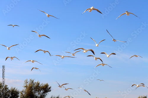 Flock of seagull gull birds flying hovering swooping in sky on a sunny clear blue day