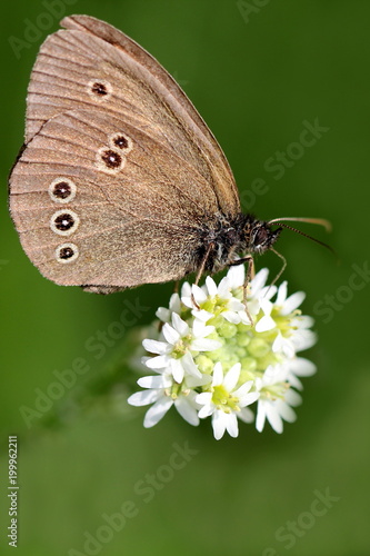 brauner Schmetterling auf weißer Blüte-vertikal