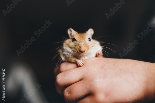 a cream gerbil in the hands of a child