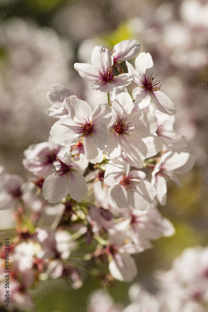 Japanese cherry tree detail of flowers