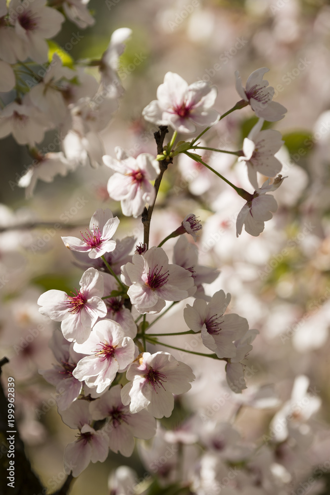Japanese cherry tree detail of flowers