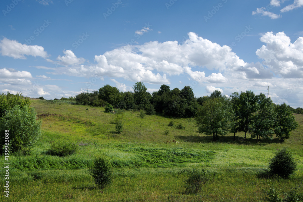 Countryside landscape with wild herbs, trees, blue sky and white clouds.